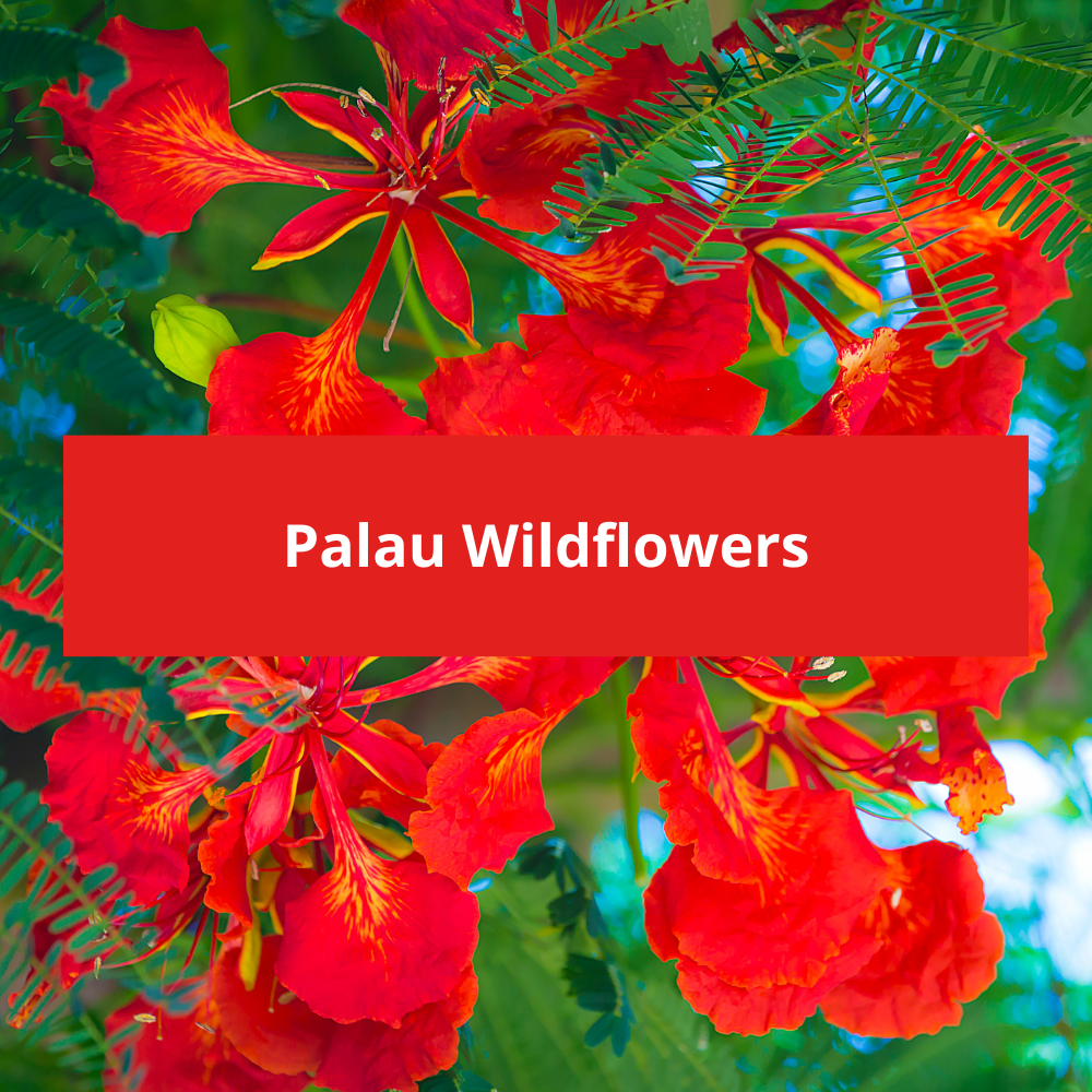 Palau-Wildflowers