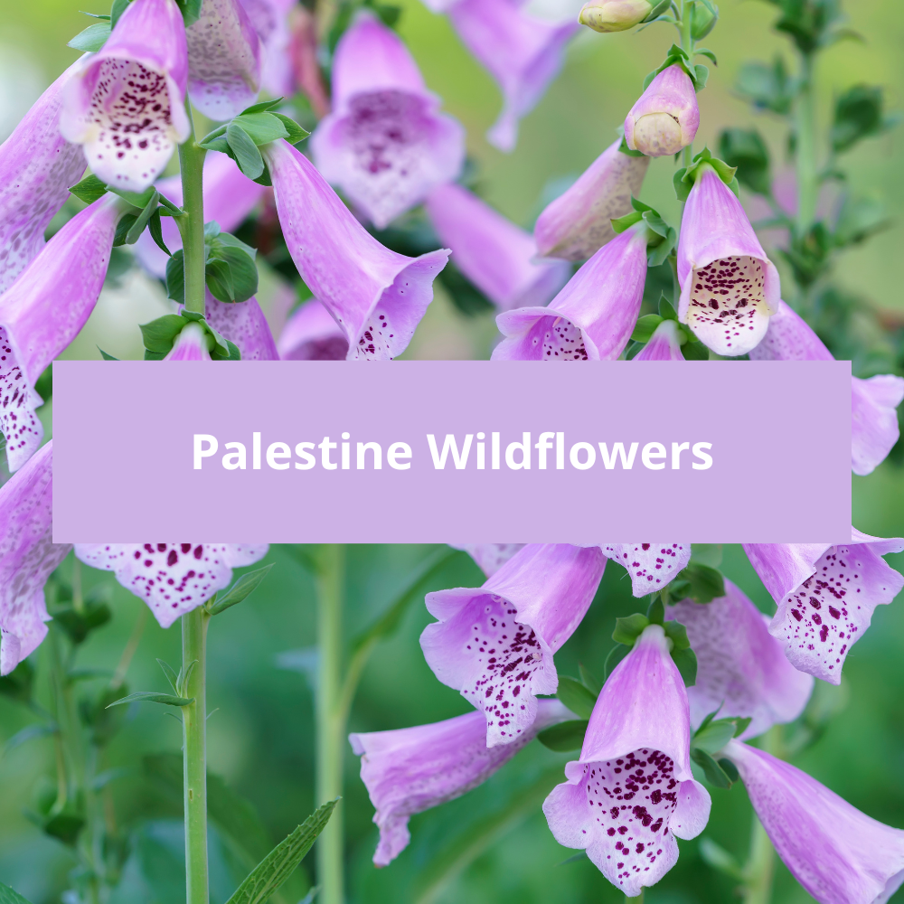 Palestine-Wildflowers