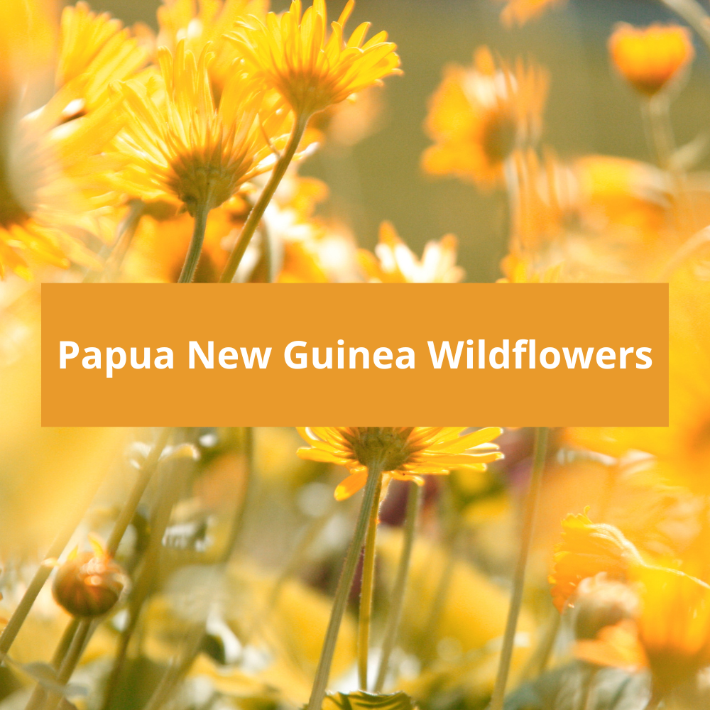 Papua-New-Guinea-Wildflowers
