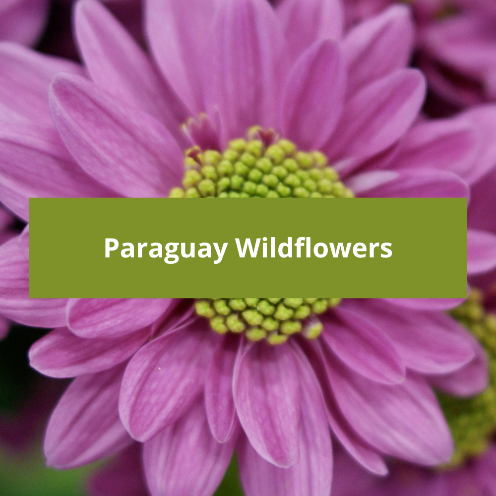 Paraguay-Wildflowers