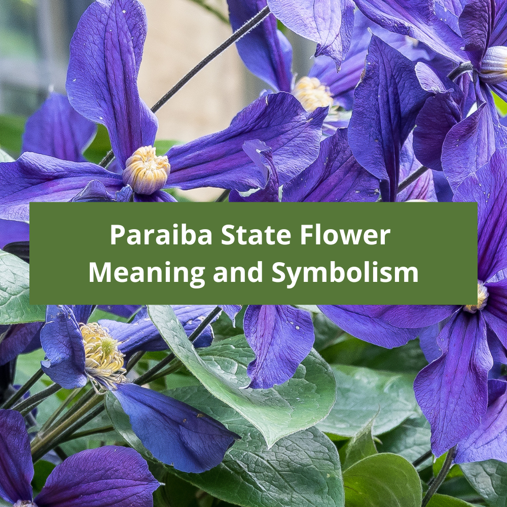 Paraiba-State-Flower-Meaning-and-Symbolism