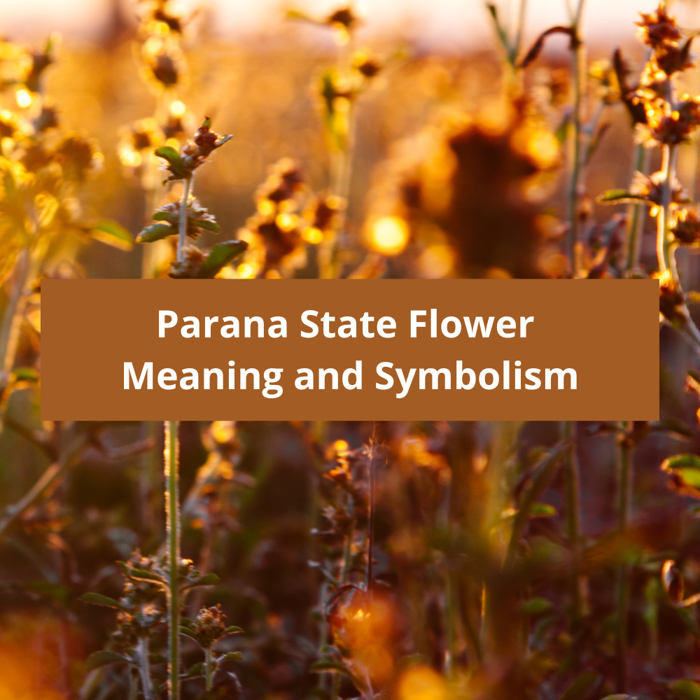 Parana-State-Flower-Meaning-and-Symbolism