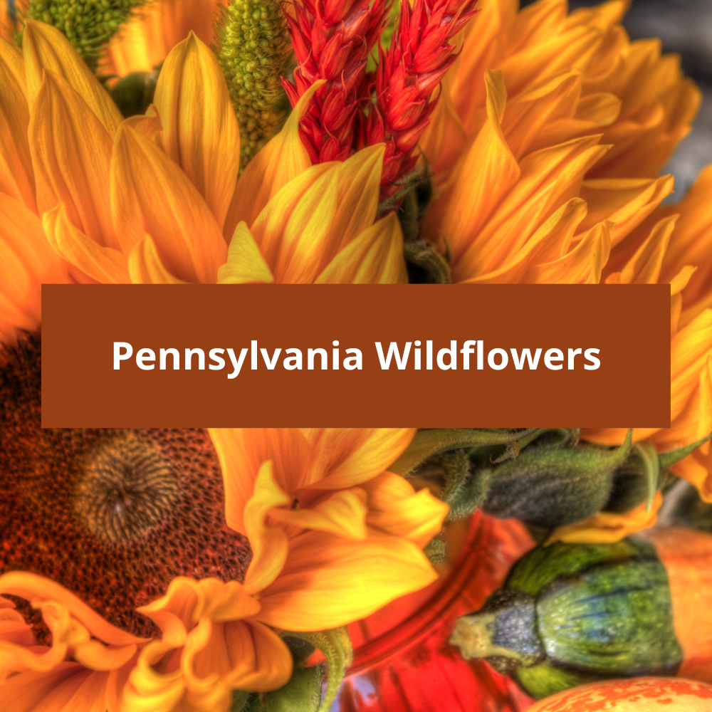 Pennsylvania-Wildflowers