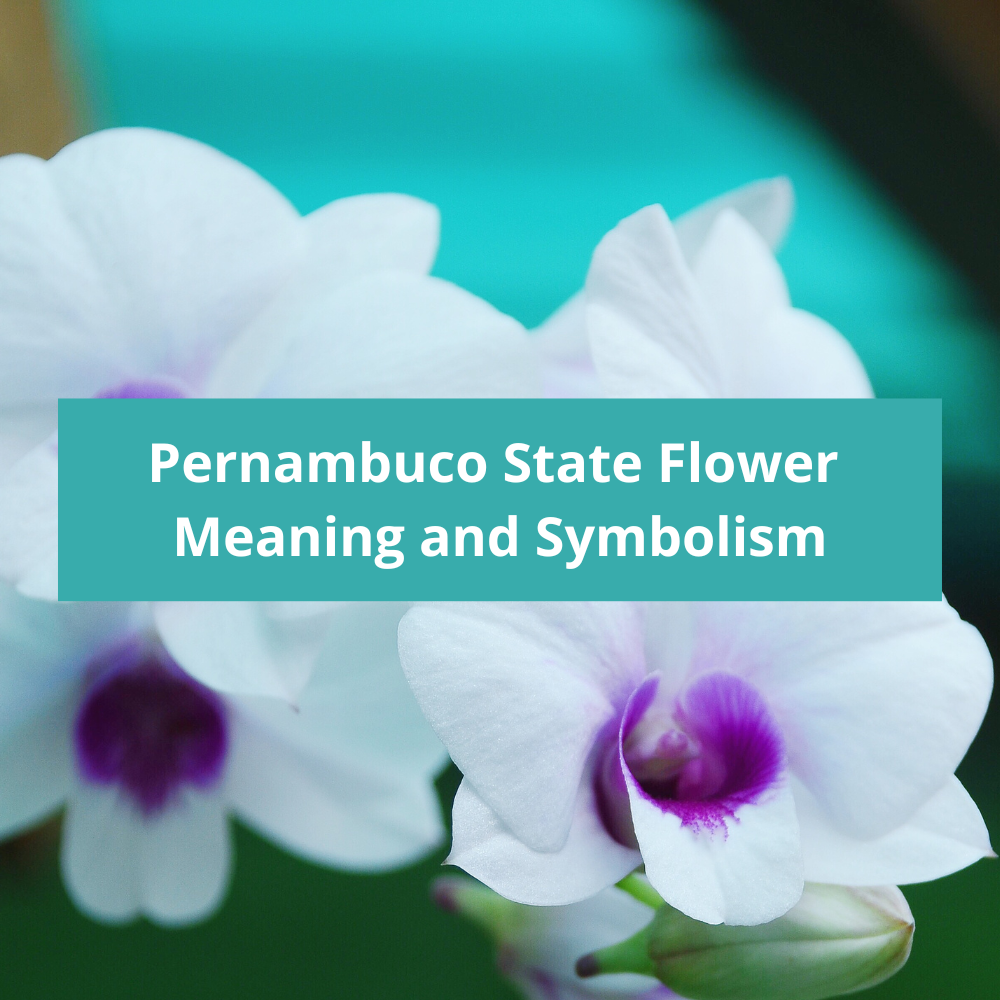 Pernambuco-State-Flower-Meaning-and-Symbolism