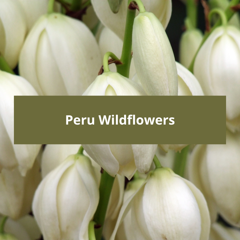 Peru-Wildflowers