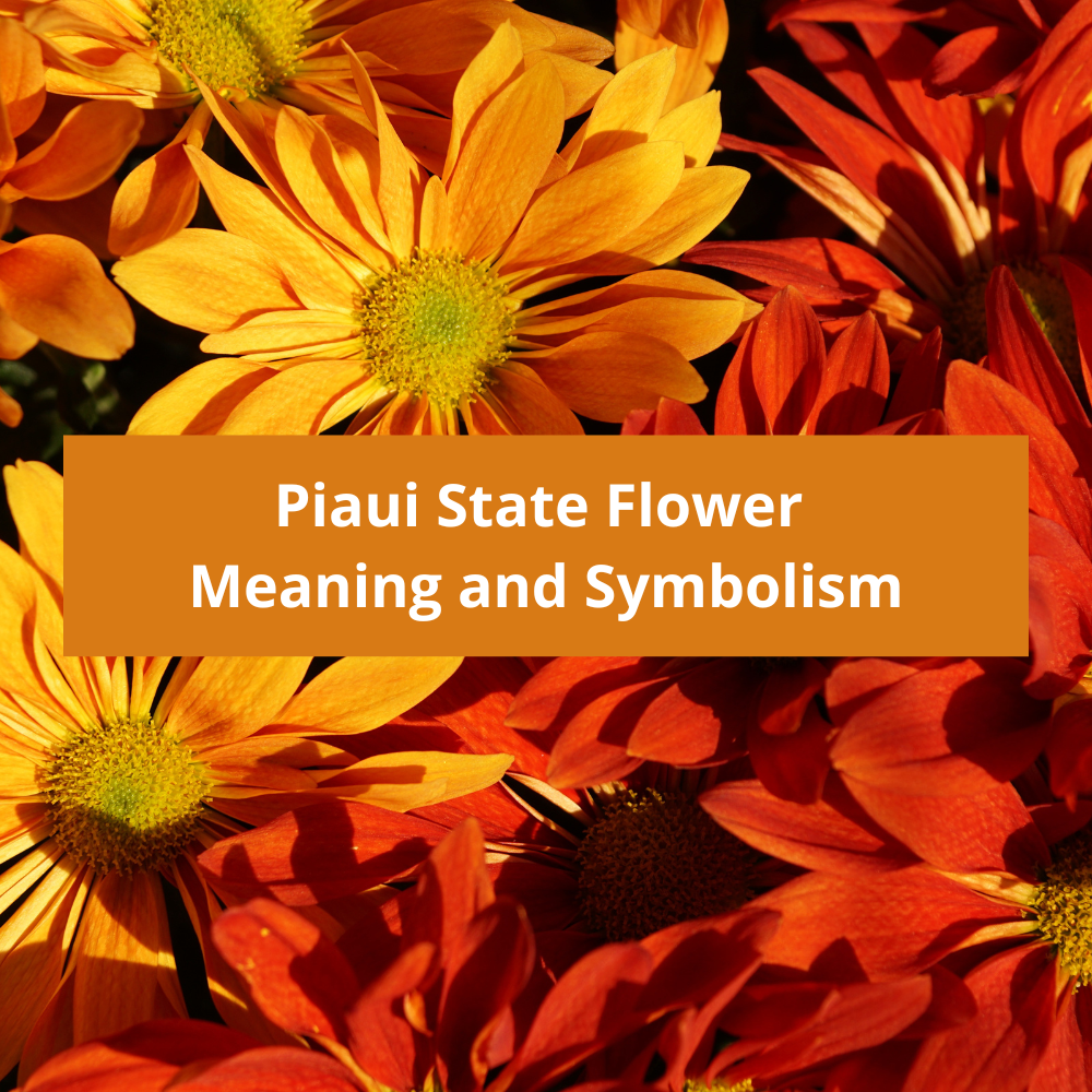 Piaui-State-Flower-Meaning-and-Symbolism