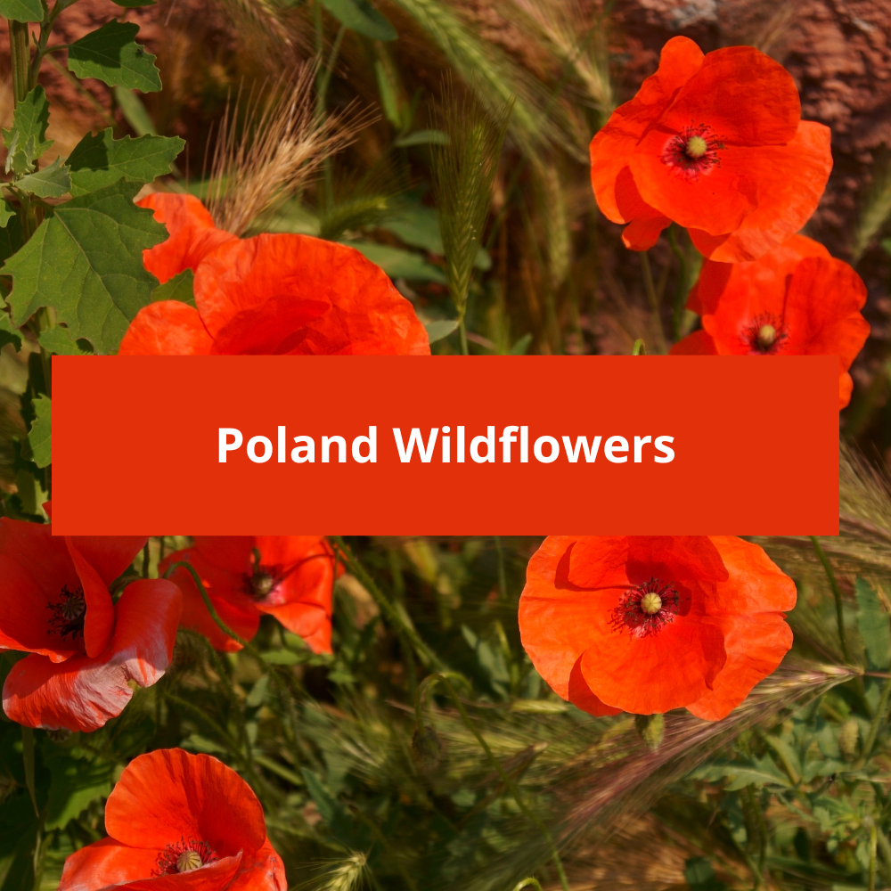 Poland-Wildflowers