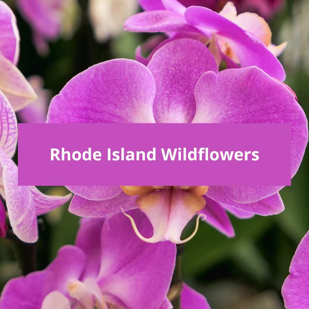 Rhode-Island-Wildflowers