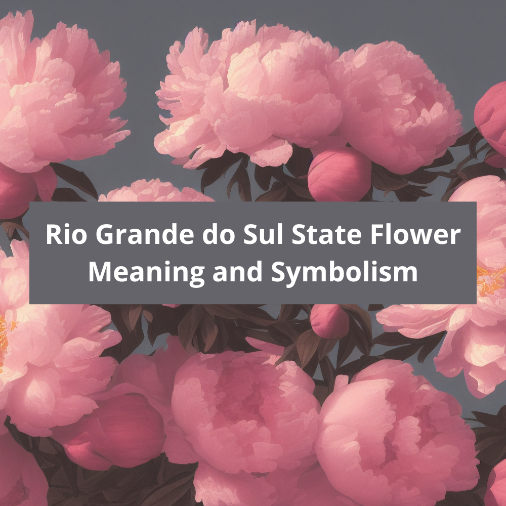 Rio-Grande-do-Sul-State-Flower-Meaning-and-Symbolism