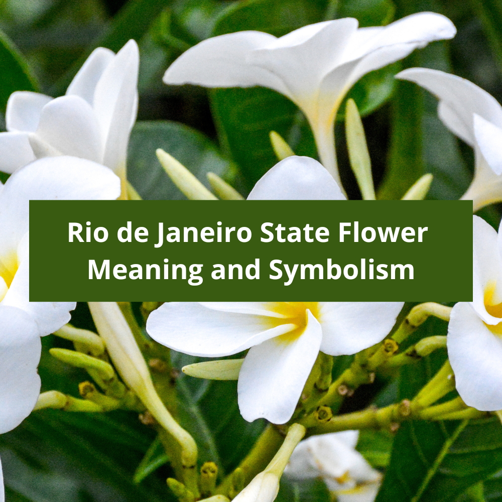 Rio-de-Janeiro-State-Flower-Meaning-and-Symbolism