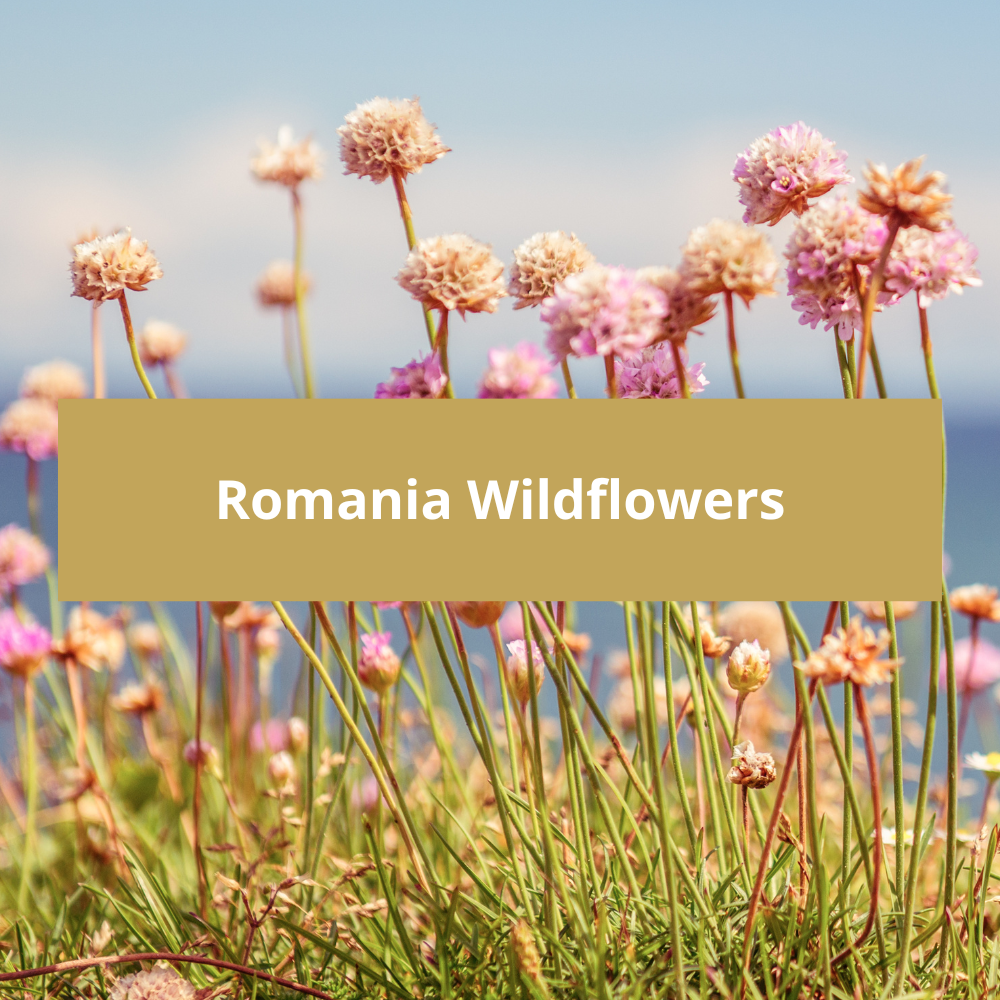 Romania-Wildflowers