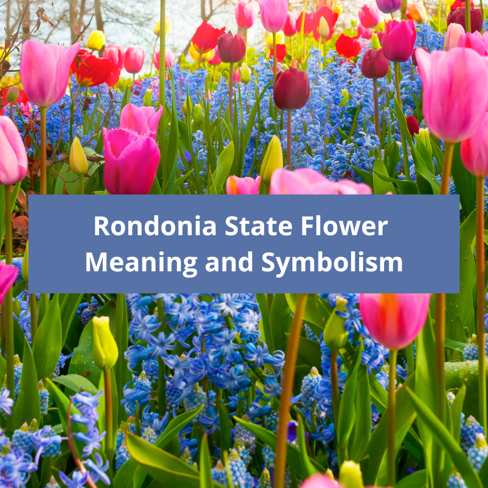 Rondonia-State-Flower-Meaning-and-Symbolism
