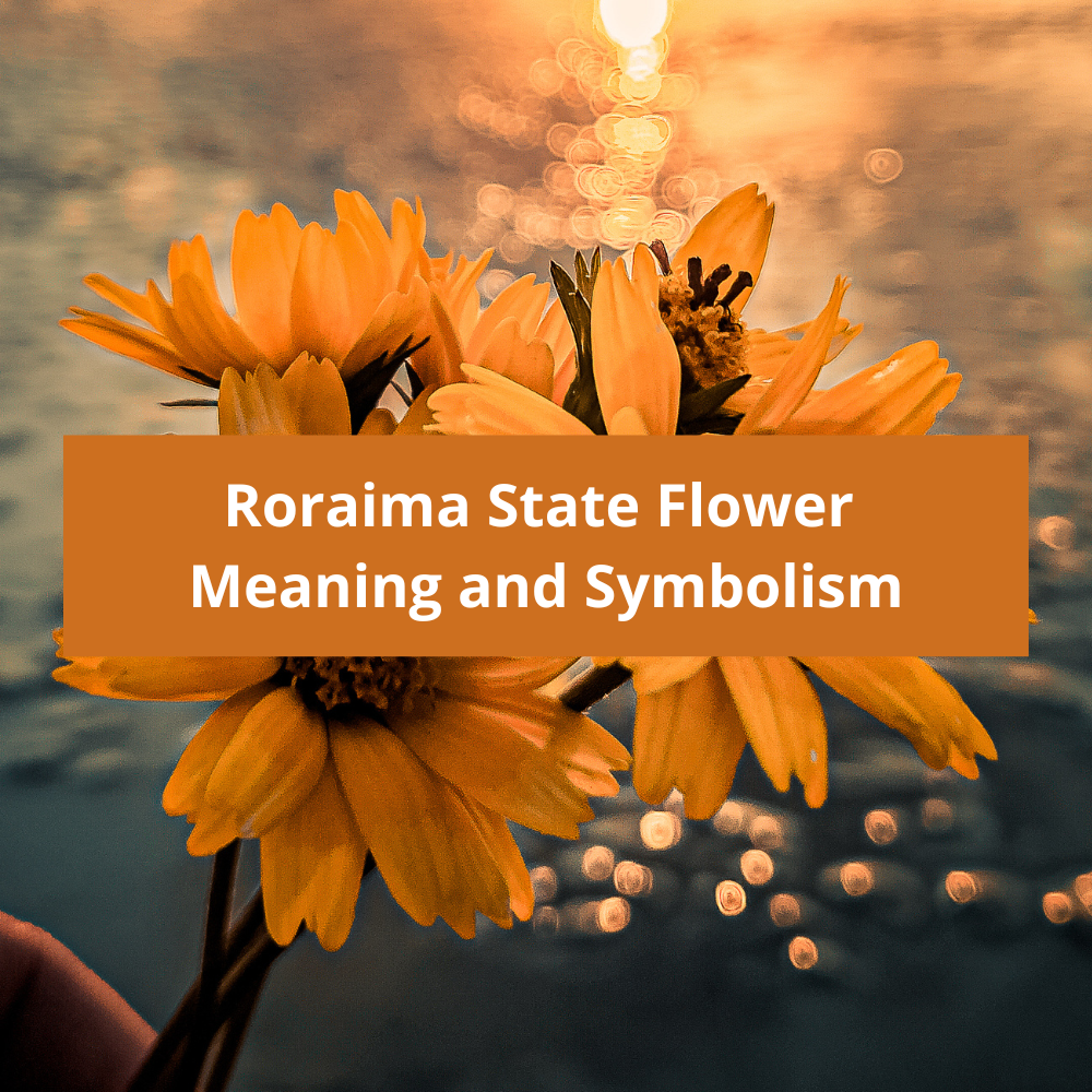 Roraima-State-Flower-Meaning-and-Symbolism