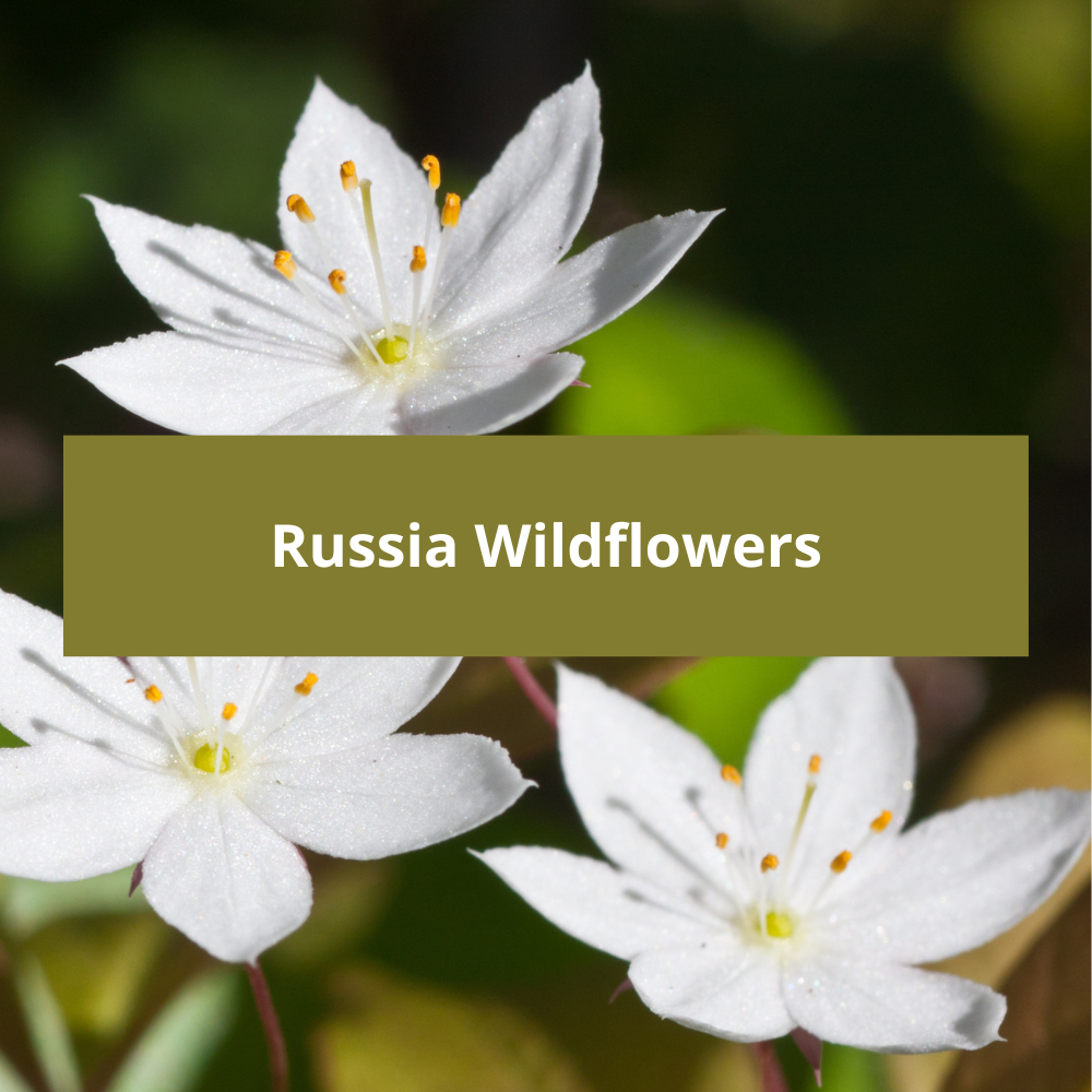 Russia-Wildflowers