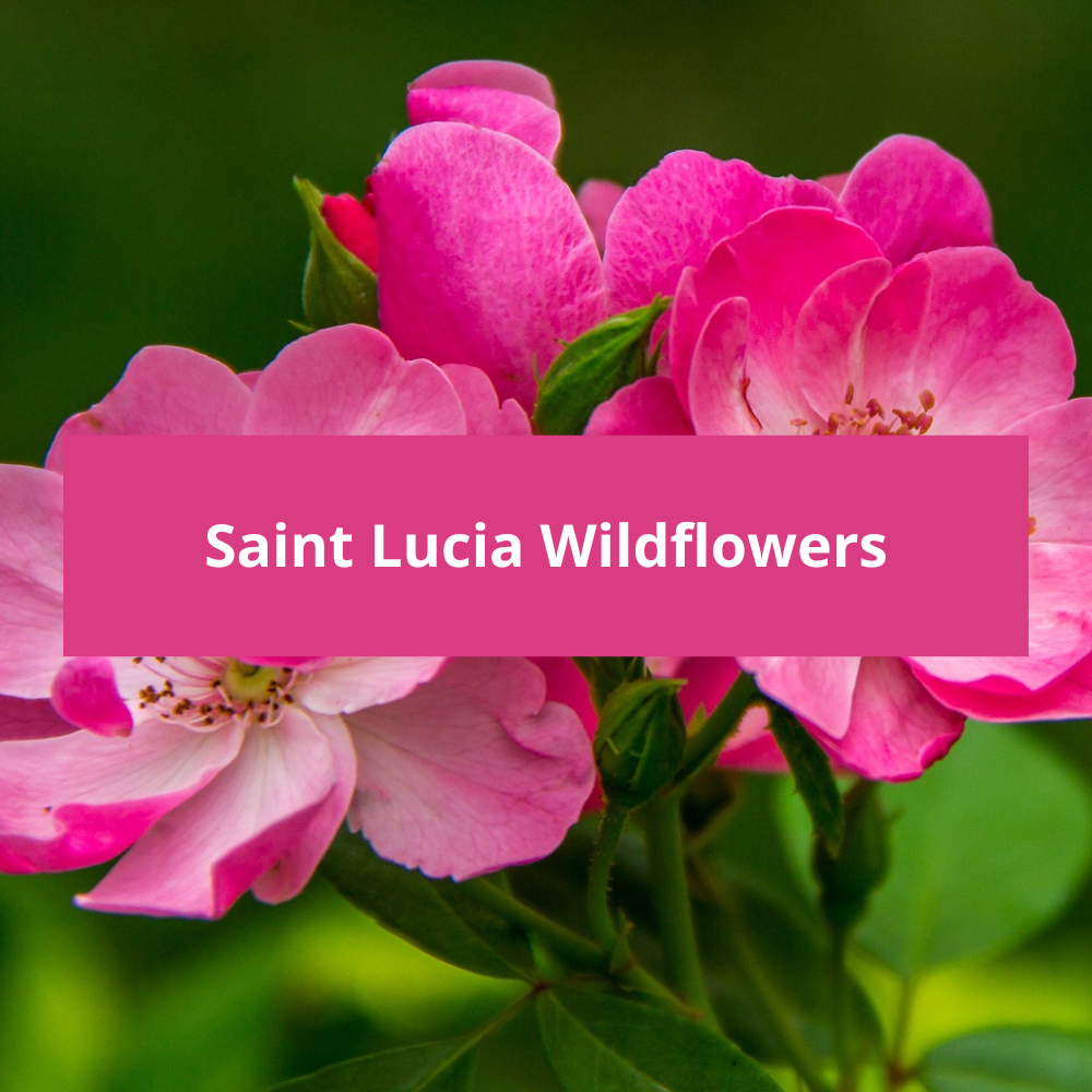 Saint-Lucia-Wildflowers