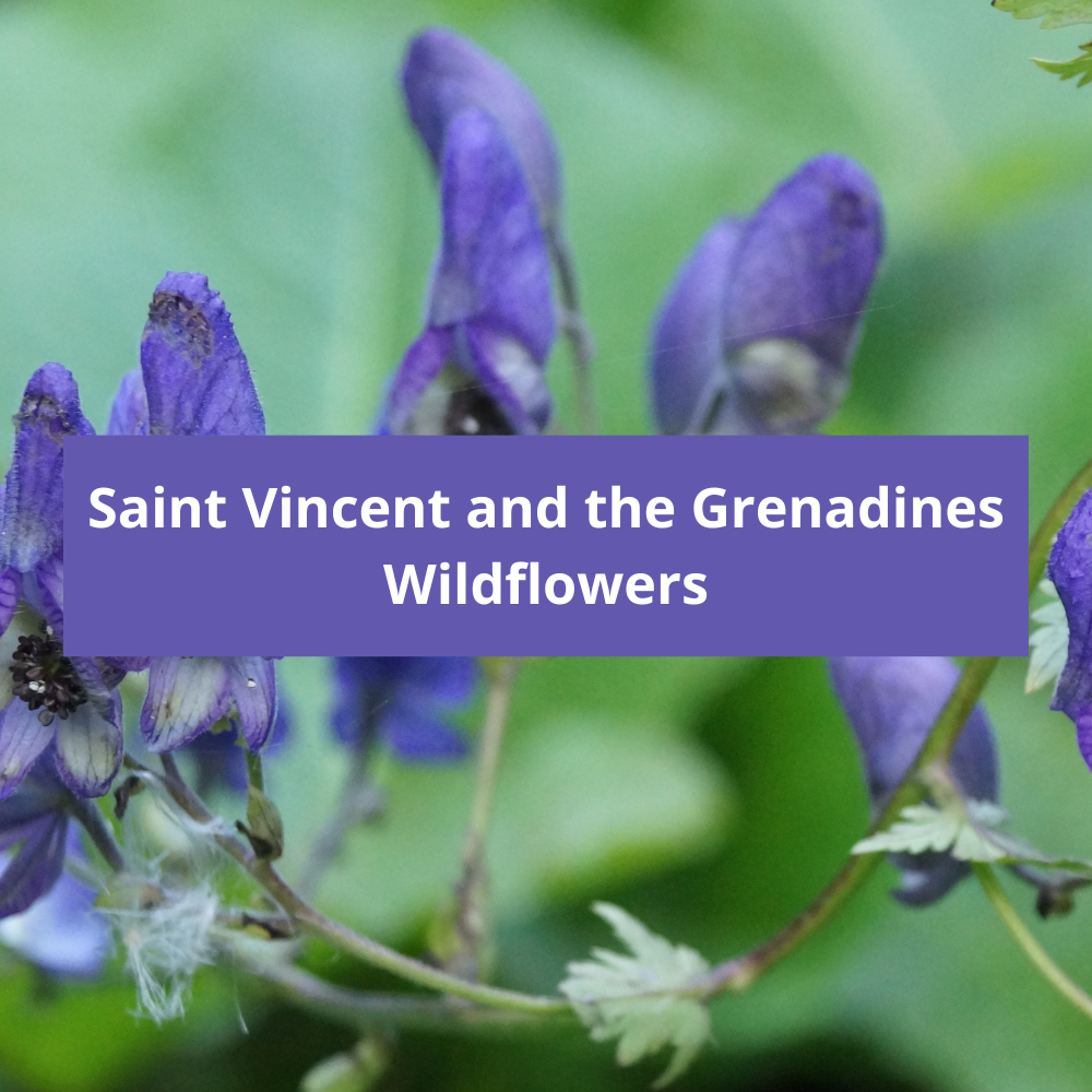 Saint-Vincent-and-the-Grenadines-Wildflowers