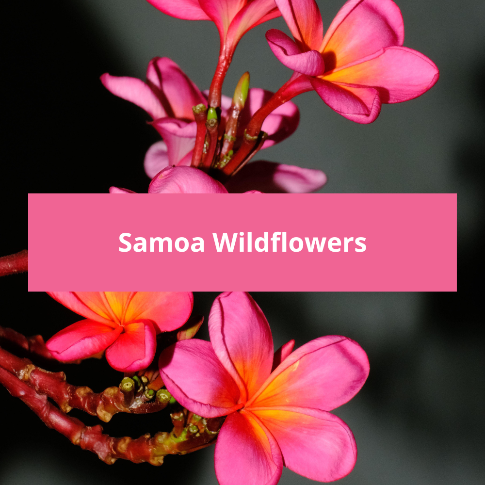 Samoa-Wildflowers