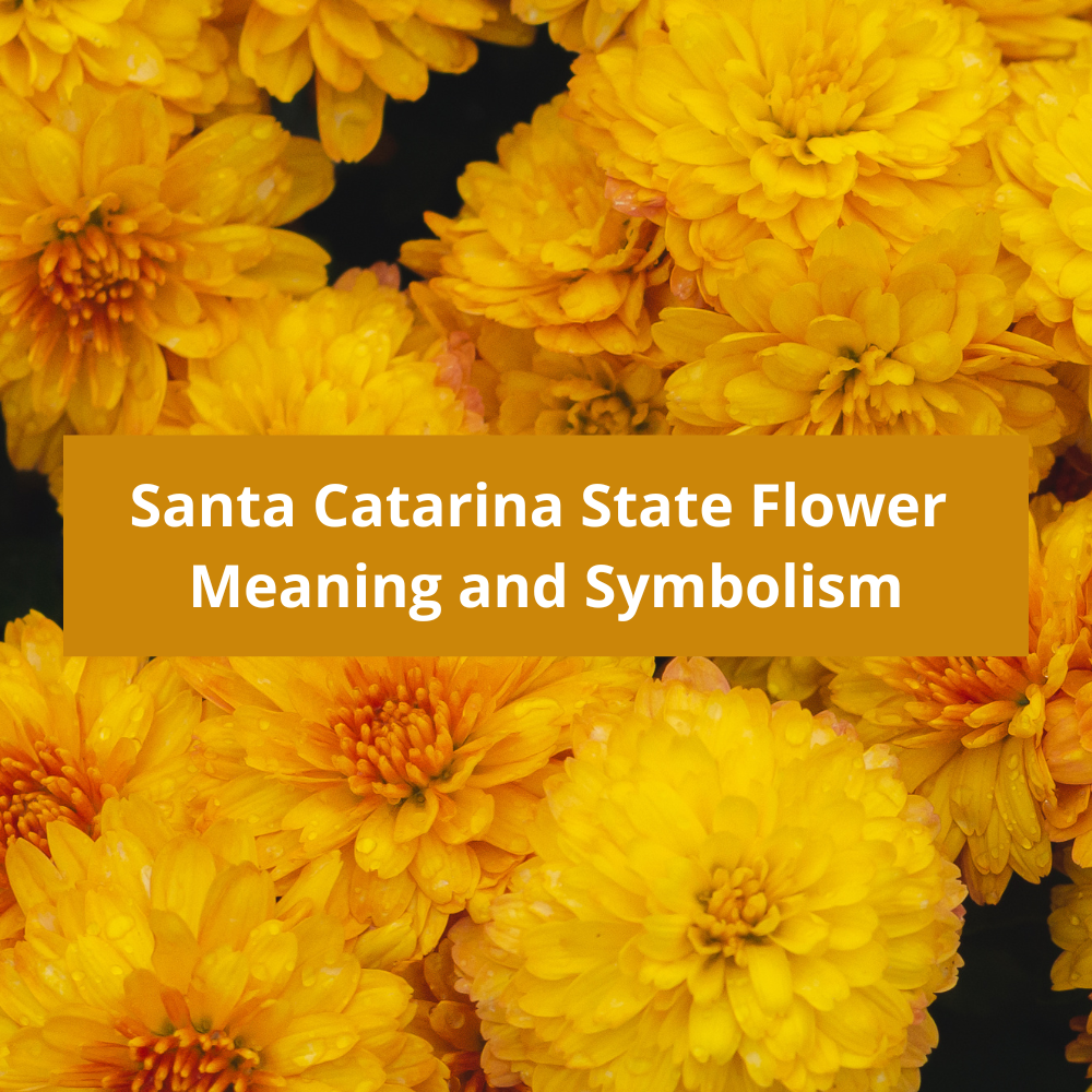 Santa-Catarina-State-Flower-Meaning-and-Symbolism