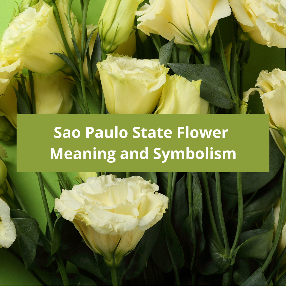 Sao-Paulo-State-Flower-Meaning-and-Symbolism