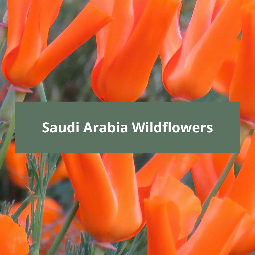 Saudi-Arabia-Wildflowers