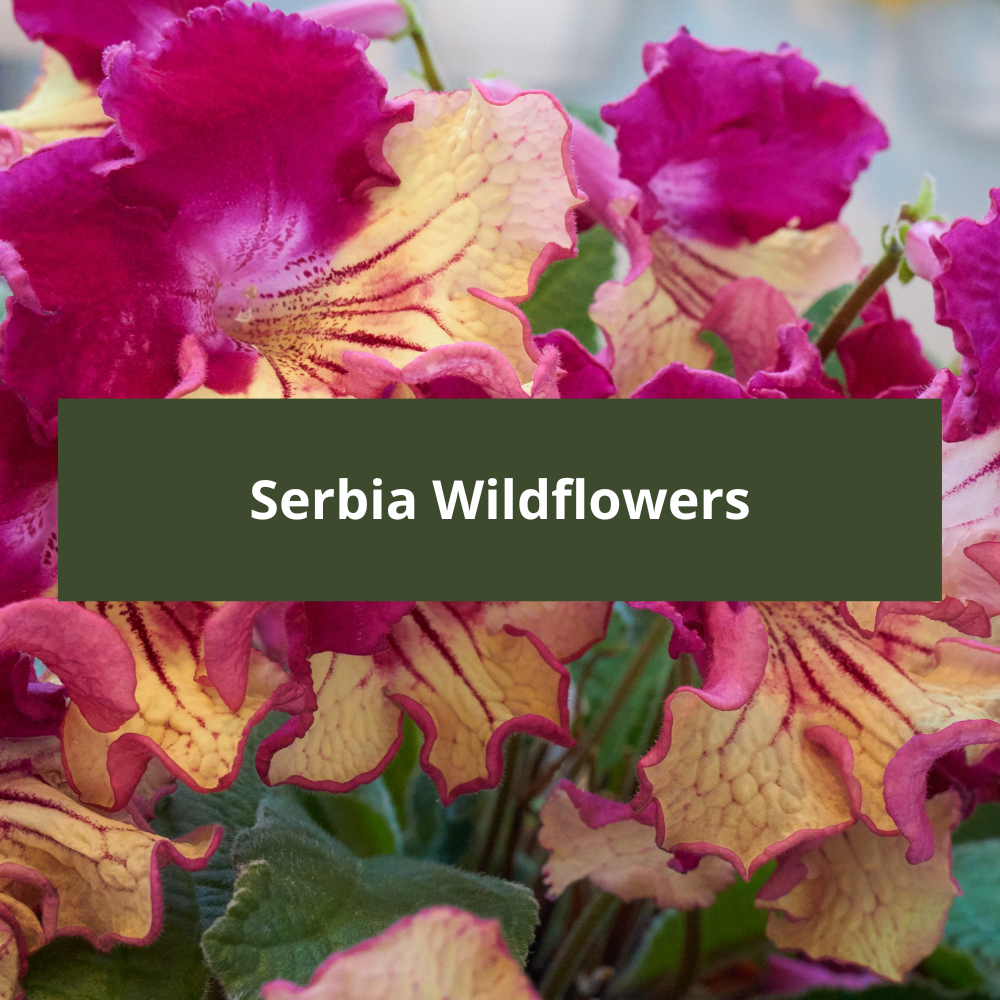 Serbia-Wildflowers