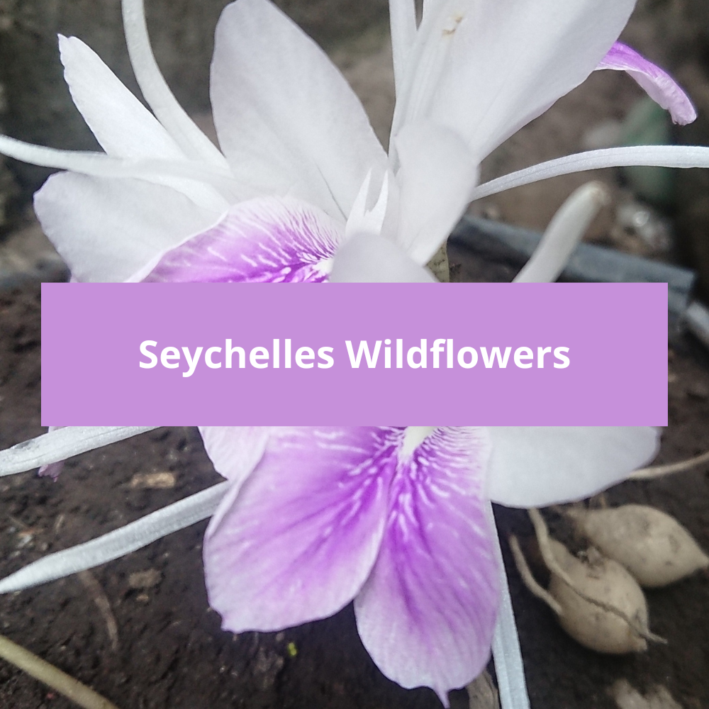 Seychelles-Wildflowers