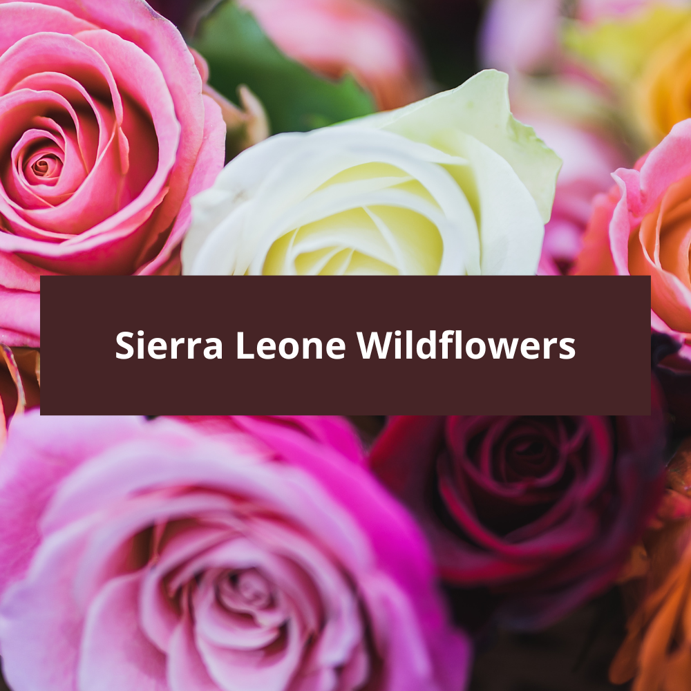Sierra-Leone-Wildflowers
