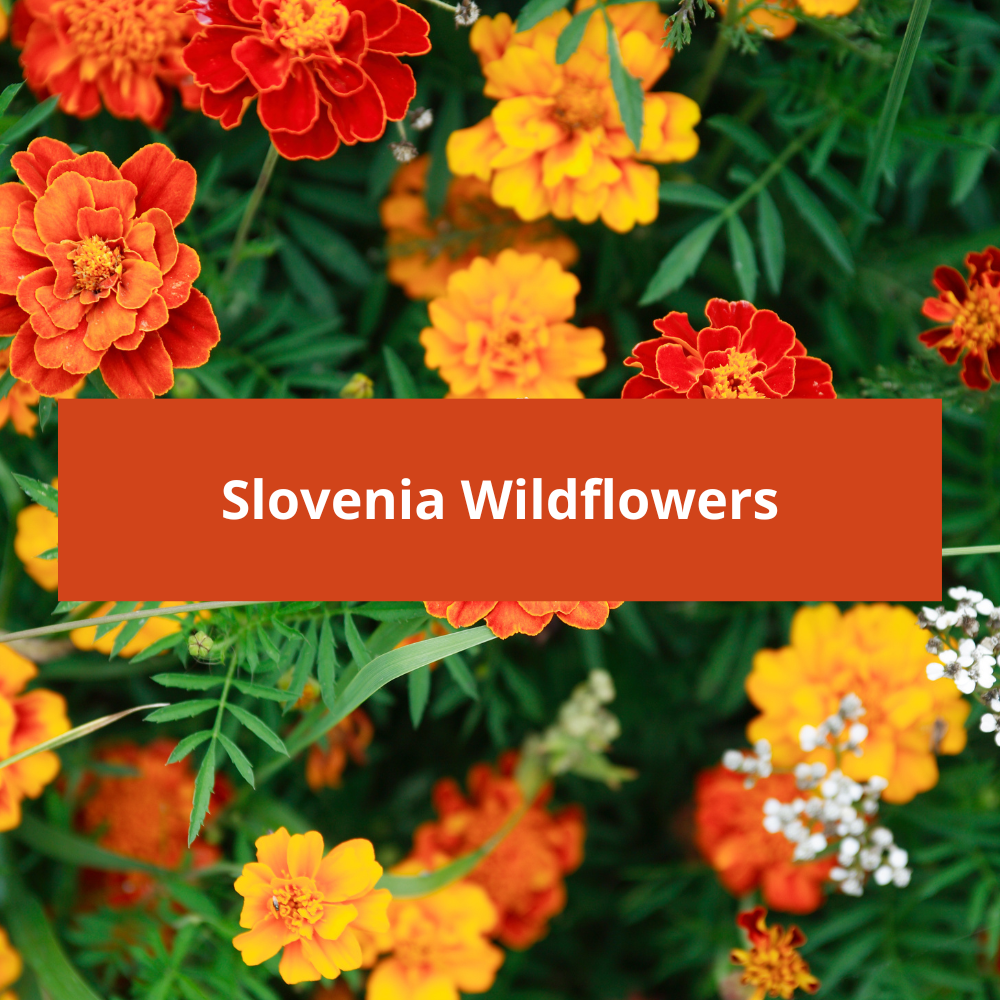 Slovenia-Wildflowers