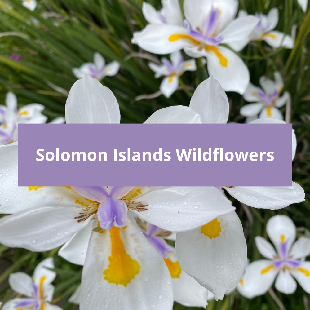 Solomon-Islands-Wildflowers