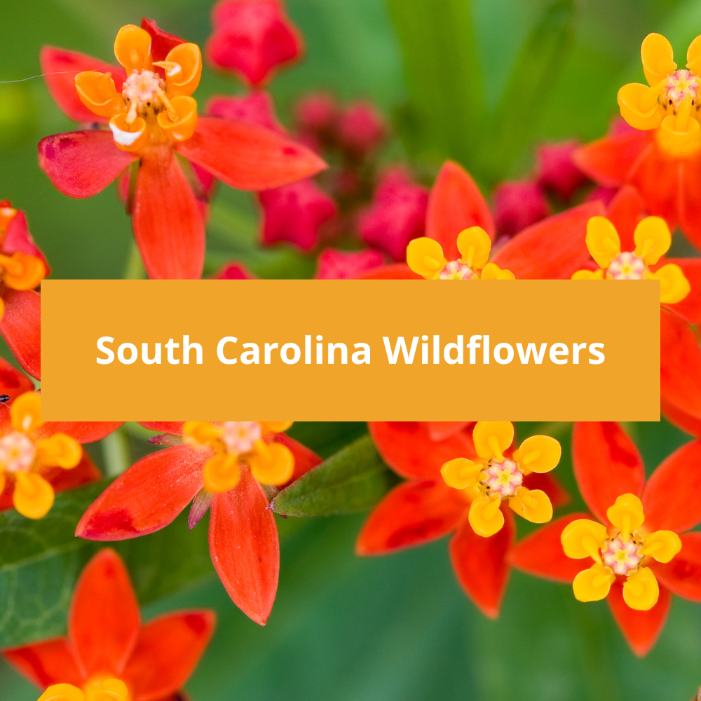 South-Carolina-Wildflowers