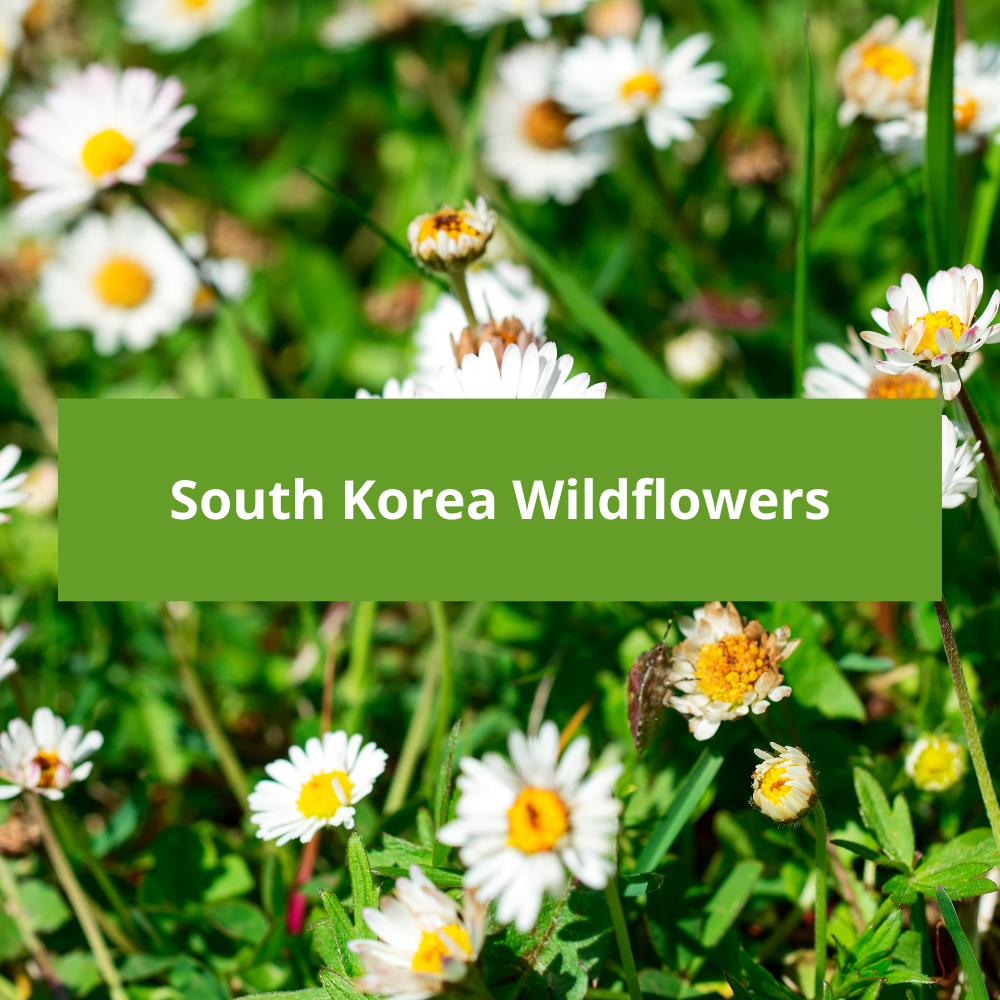 South-Korea-Wildflowers
