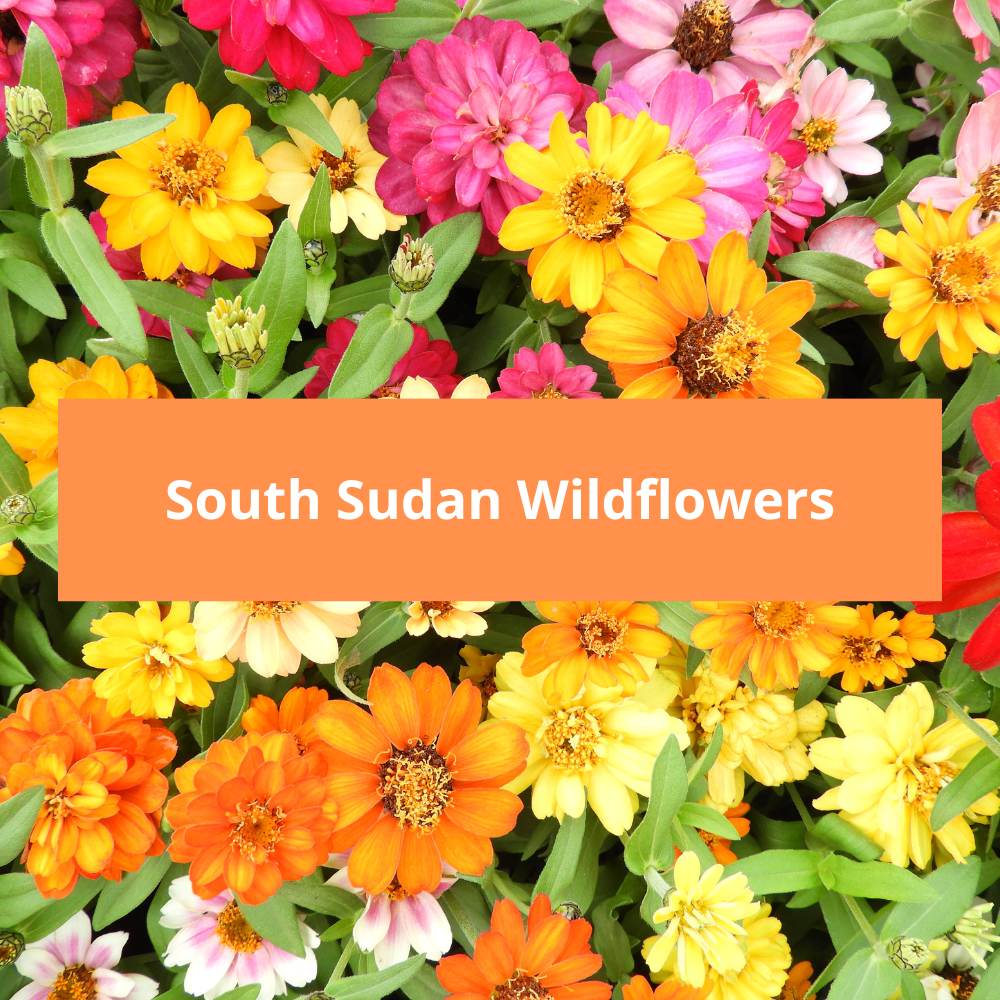 South-Sudan-Wildflowers
