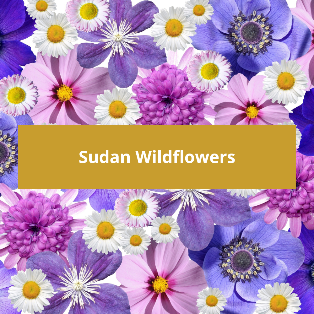 Sudan-Wildflowers