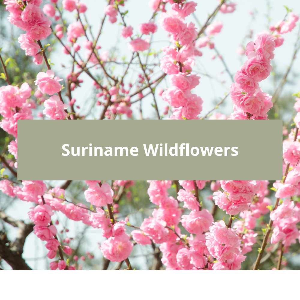 Suriname-Wildflowers
