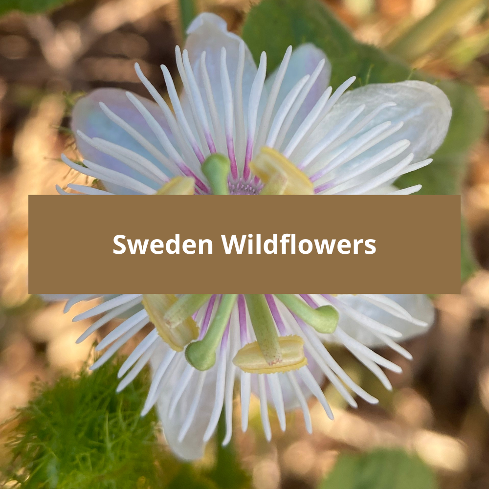 Sweden-Wildflowers