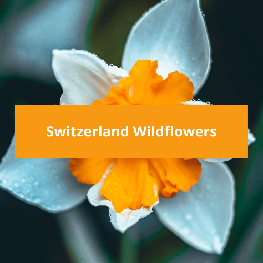 Switzerland-Wildflowers
