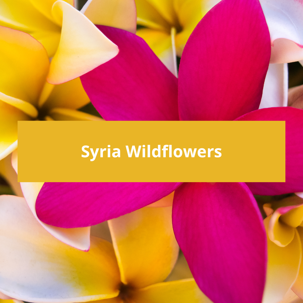Syria-Wildflowers