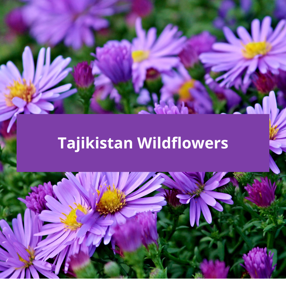 Tajikistan-Wildflowers