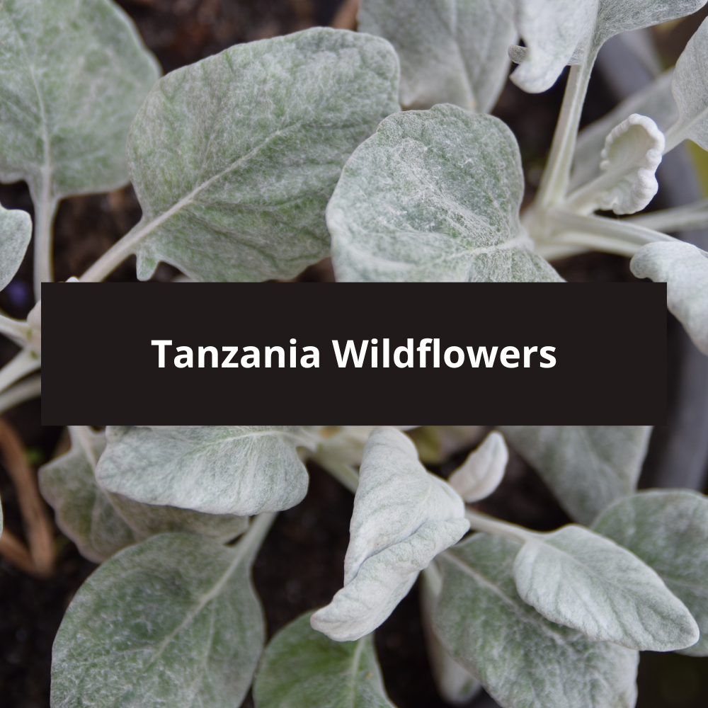 Tanzania-Wildflowers