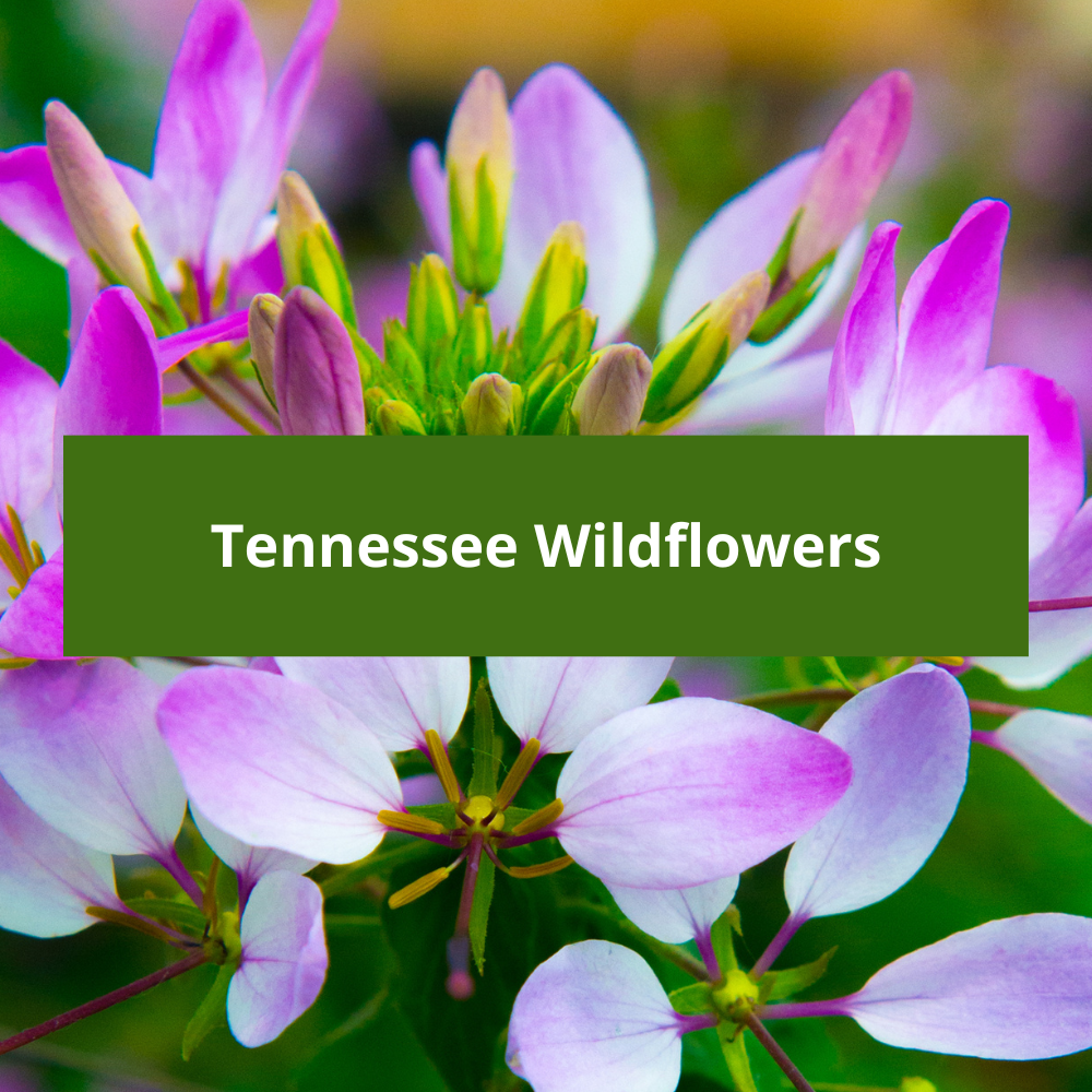 Tennessee-Wildflowers
