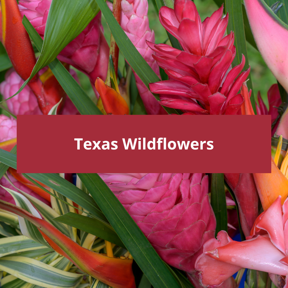 Texas-Wildflowers
