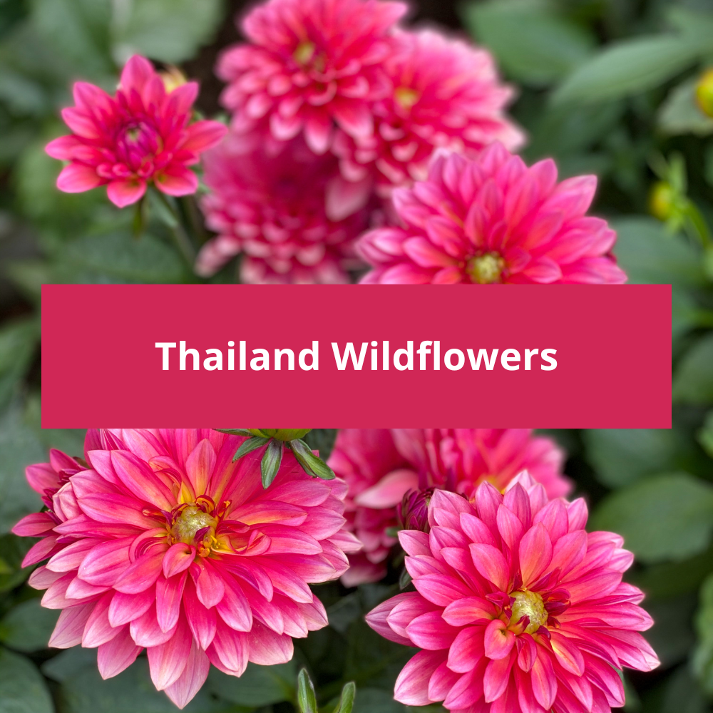 Thailand-Wildflowers