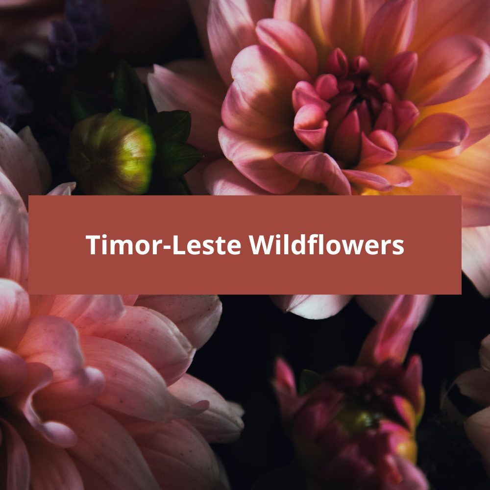 Timor-Leste-Wildflowers