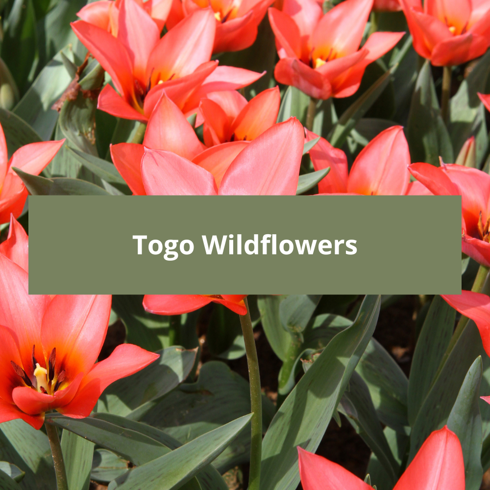 Togo-Wildflowers