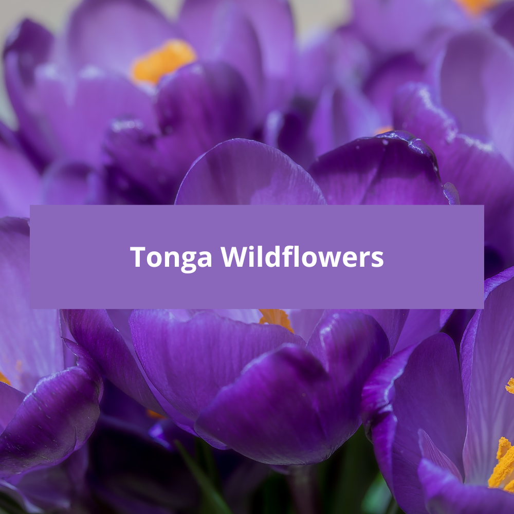 Tonga-Wildflowers