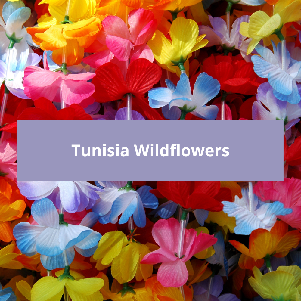 Tunisia-Wildflowers
