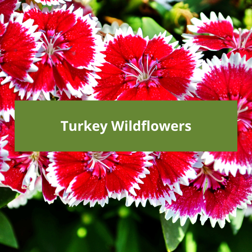 Turkey-Wildflowers