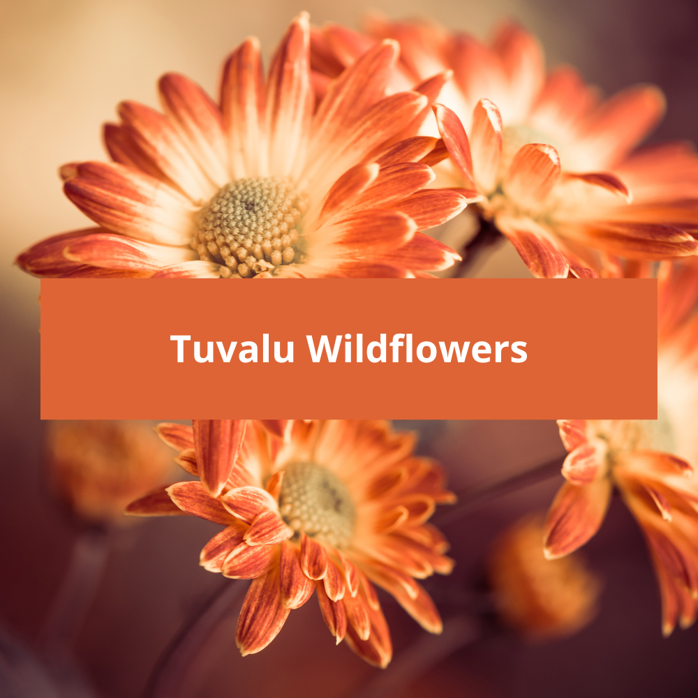 Tuvalu-Wildflowers