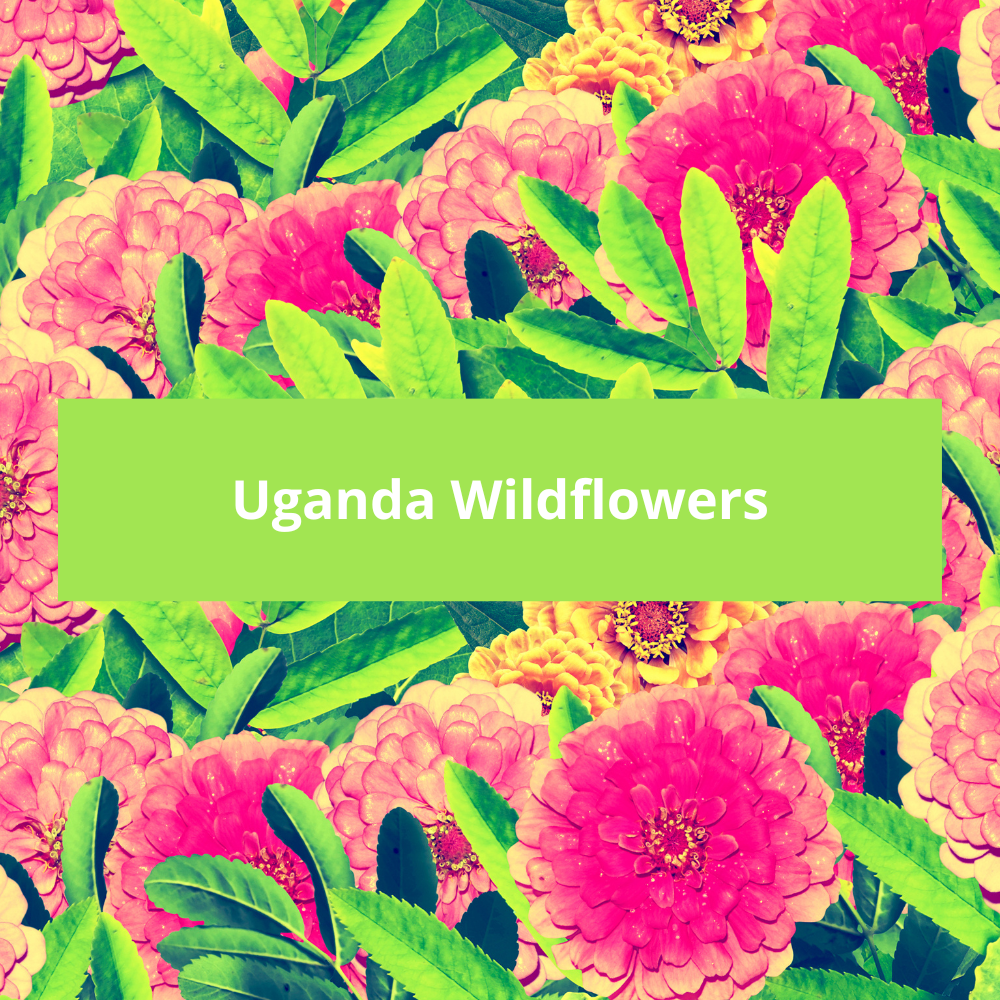 Uganda-Wildflowers