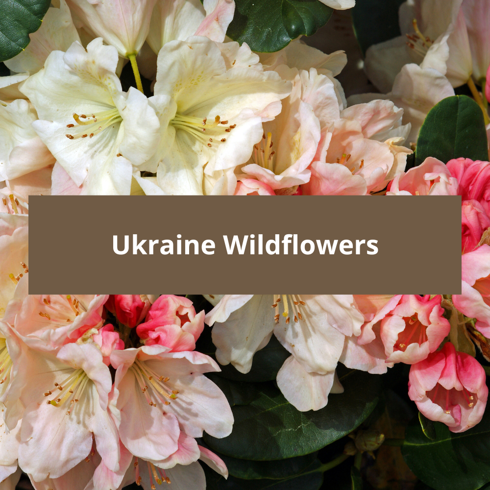 Ukraine-Wildflowers